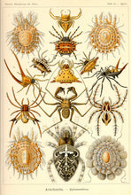 Load image into Gallery viewer, Ernst Haeckel Arachnids Spiders Plate 66 Art Print