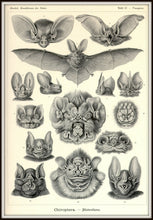 Load image into Gallery viewer, Ernst Haeckel Vampire Bats Chiroptera Print Framed In A Simple Black Metal Frame
