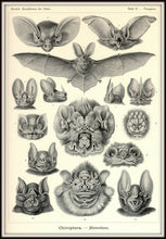 Load image into Gallery viewer, Ernst Haeckel Vampire Bats Chiroptera Print Framed In A Simple Black Metal Frame