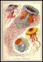 Load image into Gallery viewer, Ernst Haeckel Jellyfish Drawing Plate 8 Kunstformen der Natur Print