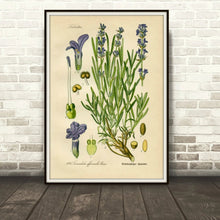 Load image into Gallery viewer, Lavender Botanical Drawing In A Simple Black Frame Leaning Against A Brick Wall