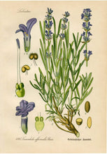 Load image into Gallery viewer, Lavender Botanical Drawing
