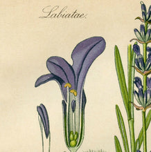 Load image into Gallery viewer, Lavender Botanical Drawing Closeup Of Lavender Bloom