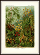 Load image into Gallery viewer, Ernst Haeckel Forest Moss Plate 72 Print Simple Black Metal Frame