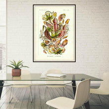 Load image into Gallery viewer, Ernst Haeckel Pitcher Plant Botanical Illustration Print Framed Hanging In A Conference Room