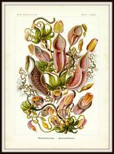 Load image into Gallery viewer, Ernst Haeckel Pitcher Plant Botanical Illustration Print In A Simple Black Metal Frame