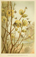 Load image into Gallery viewer, Honeybees on Pussywillow Giclee Print