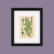 Load image into Gallery viewer, Lavender Botanical Drawing In A Simple Black Wood Frame