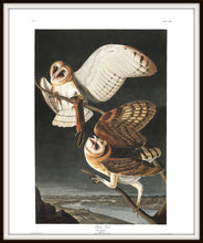 Load image into Gallery viewer, James John Audubon Barn Owl Fine Art Print Framed In A Simple Black Metal Frame
