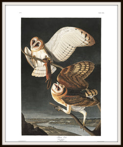 James John Audubon Barn Owl Fine Art Print Framed In A Simple Black Metal Frame