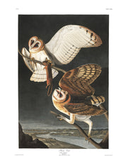 Load image into Gallery viewer, James John Audubon Barn Owl Fine Art Print