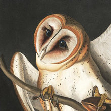 Load image into Gallery viewer, James John Audubon Barn Owl Fine Art Print Closeup Of Barn Owl