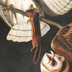 James John Audubon Barn Owl Fine Art Print Holding His Prey In His Talons