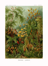 Load image into Gallery viewer, Ernst Haeckel Forest Moss Plate 72 Print