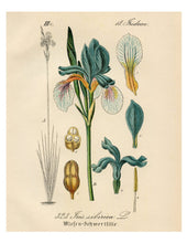 Load image into Gallery viewer, Blue & White Iris Sibirica Botanical Illustration Print