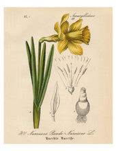 Load image into Gallery viewer, Yellow Narcissus Daffodil German Botanical Illustration