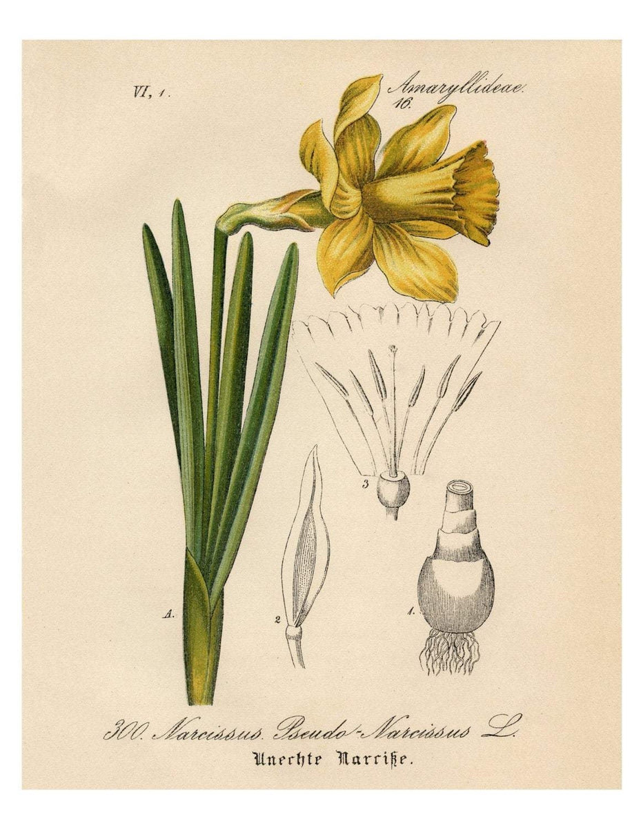 Daffodil, Narcissus available as Framed Prints, Photos, Wall Art and Photo  Gifts