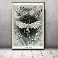 Load image into Gallery viewer, Ernst Haeckel Moths Tineida Art Print Framed Leaning Against A Wall