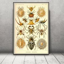 Load image into Gallery viewer, Ernst Haeckel Arachnids Spiders Plate 66 Art Print Framed Leaning Against The Wall