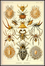 Load image into Gallery viewer, Ernst Haeckel Arachnids Spiders Plate 66 Art Print Framed In A Simple Black Metal Frame