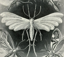 Load image into Gallery viewer, Ernst Haeckel Moths Tineida Art Print Closeup