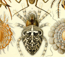 Load image into Gallery viewer, Ernst Haeckel Arachnids Spiders Plate 66 Art Print Close Up