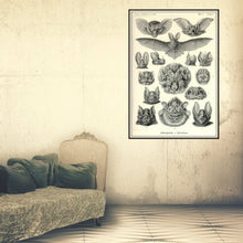 Load image into Gallery viewer, Ernst Haeckel Vampire Bats Chiroptera Print Framed Haning In A Dressing Room