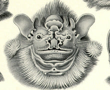 Load image into Gallery viewer, Ernst Haeckel Vampire Bats Chiroptera Print Closeup