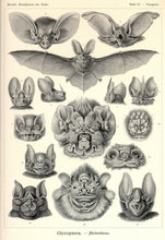Load image into Gallery viewer, Ernst Haeckel Vampire Bats Chiroptera Print