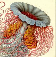 Load image into Gallery viewer, Ernst Haeckel Jellyfish Drawing Plate 8 Kunstformen der Natur Print