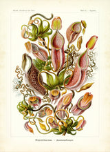 Load image into Gallery viewer, Ernst Haeckel Pitcher Plant Botanical Illustration Print