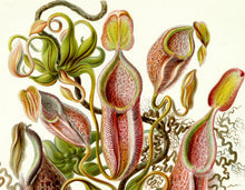 Load image into Gallery viewer, Ernst Haeckel Pitcher Plant Botanical Illustration Print Closeup
