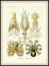 Load image into Gallery viewer, Ernst Haeckel Octopus Scientific Illustration Art Print Simple Black Metal Frame