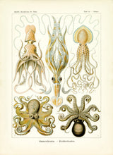 Load image into Gallery viewer, Ernst Haeckel Octopus Scientific Illustration Art Print