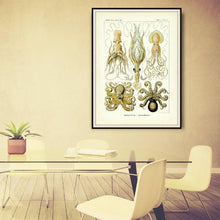 Load image into Gallery viewer, Ernst Haeckel Octopus Scientific Illustration Art Print In A Conference Room