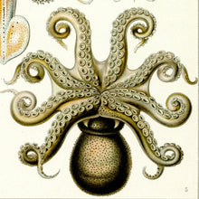 Load image into Gallery viewer, Ernst Haeckel Octopus Scientific Illustration Art Print Closeup