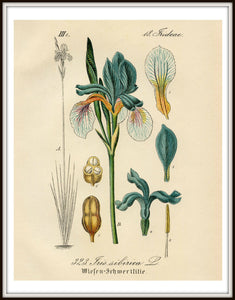 Blue & White Iris Sibirica Botanical Illustration Print in a Simple Black Frame