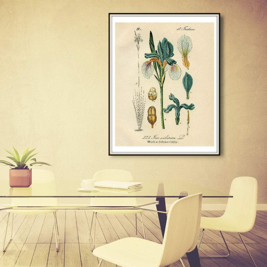 Blue & White Iris Sibirica Botanical Illustration Print In A Conference Room