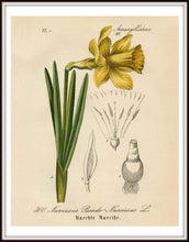 Load image into Gallery viewer, Yellow Narcissus Daffodil German Botanical Illustration Framed In A Simple Black Frame
