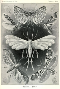 Ernst Haeckel Moths Tineida Art Print