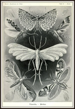 Load image into Gallery viewer, Ernst Haeckel Moths Tineida Art Print In A Simple Black Metal Frame
