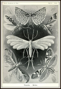 Ernst Haeckel Moths Tineida Art Print In A Simple Black Metal Frame