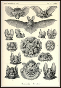 Ernst Haeckel Vampire Bats Chiroptera Print Framed In A Simple Black Metal Frame