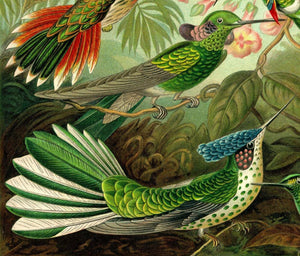 Ernst Haeckel Hummingbirds Plate #99 Close Up
