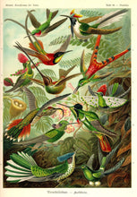 Load image into Gallery viewer, Ernst Haeckel Hummingbirds Plate #99
