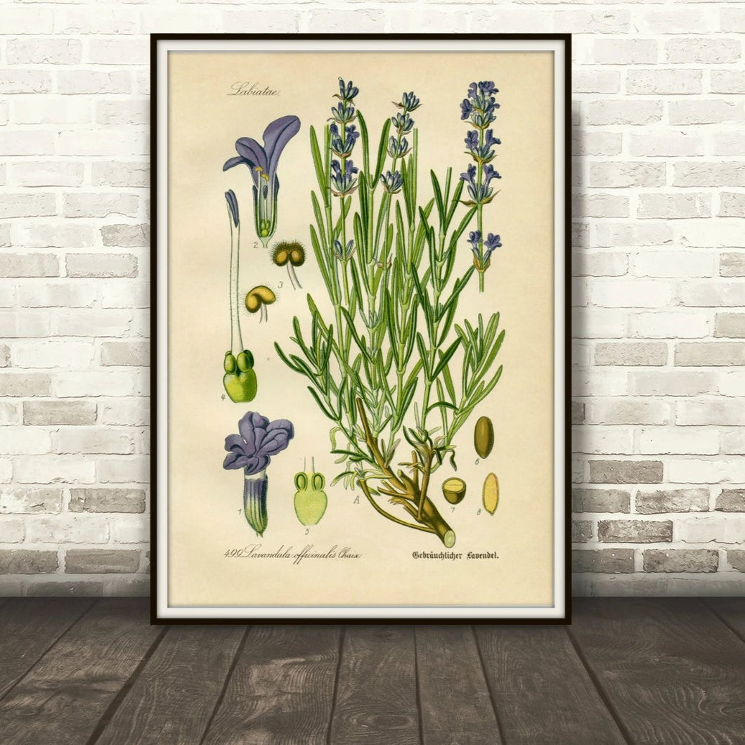 Lavender Botanical Drawing In A Simple Black Frame Leaning Against A Brick Wall