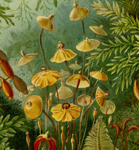 Ernst Haeckel Forest Moss Plate 72 Print Closeup