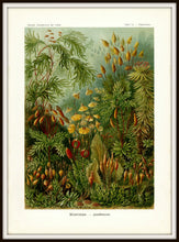 Load image into Gallery viewer, Ernst Haeckel Forest Moss Plate 72 Print Simple Black Metal Frame
