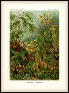 Ernst Haeckel Forest Moss Plate 72 Print Simple Black Metal Frame