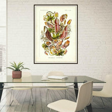 Load image into Gallery viewer, Ernst Haeckel Pitcher Plant Botanical Illustration Print Framed Hanging In A Conference Room

